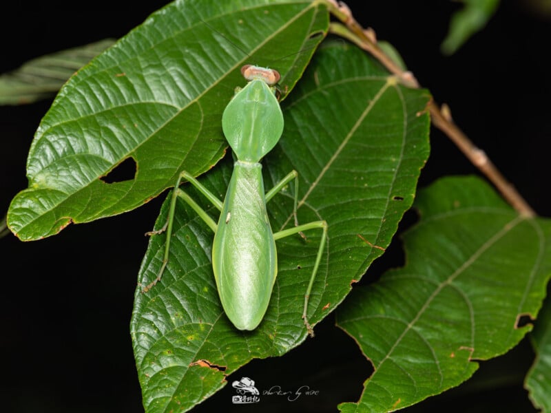Una mantis verde camuflada sobre una gran hoja verde se mimetiza con el entorno. El fondo es oscuro, destacando la mantis y las nervaduras de las hojas.