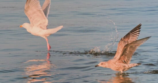 Two seagulls, one in flight with wings spread and another skimming the water’s surface, create splashes as they interact above a calm, blue body of water.