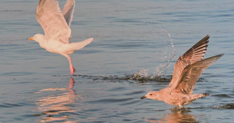 Two seagulls, one in flight with wings spread and another skimming the water’s surface, create splashes as they interact above a calm, blue body of water.