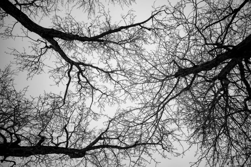 A group of trees with no leaves.