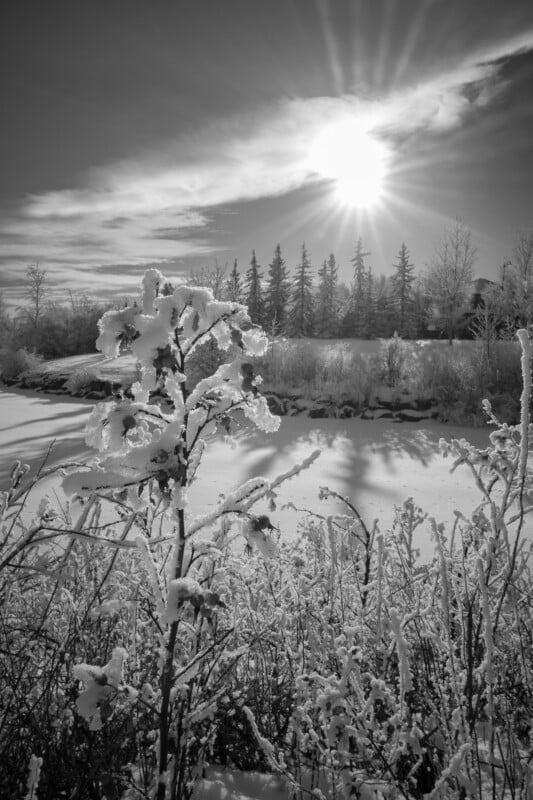 Snow-covered plants in the foreground with a frozen river and pine trees in the background. The sun shines brightly in the sky, casting long shadows over the wintry landscape. The scene is in black and white.