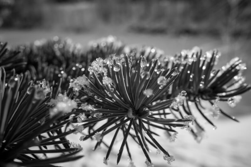Close-up black and white photo of pine needles covered with melting ice crystals and water droplets, with a blurred background creating a soft, serene atmosphere.
