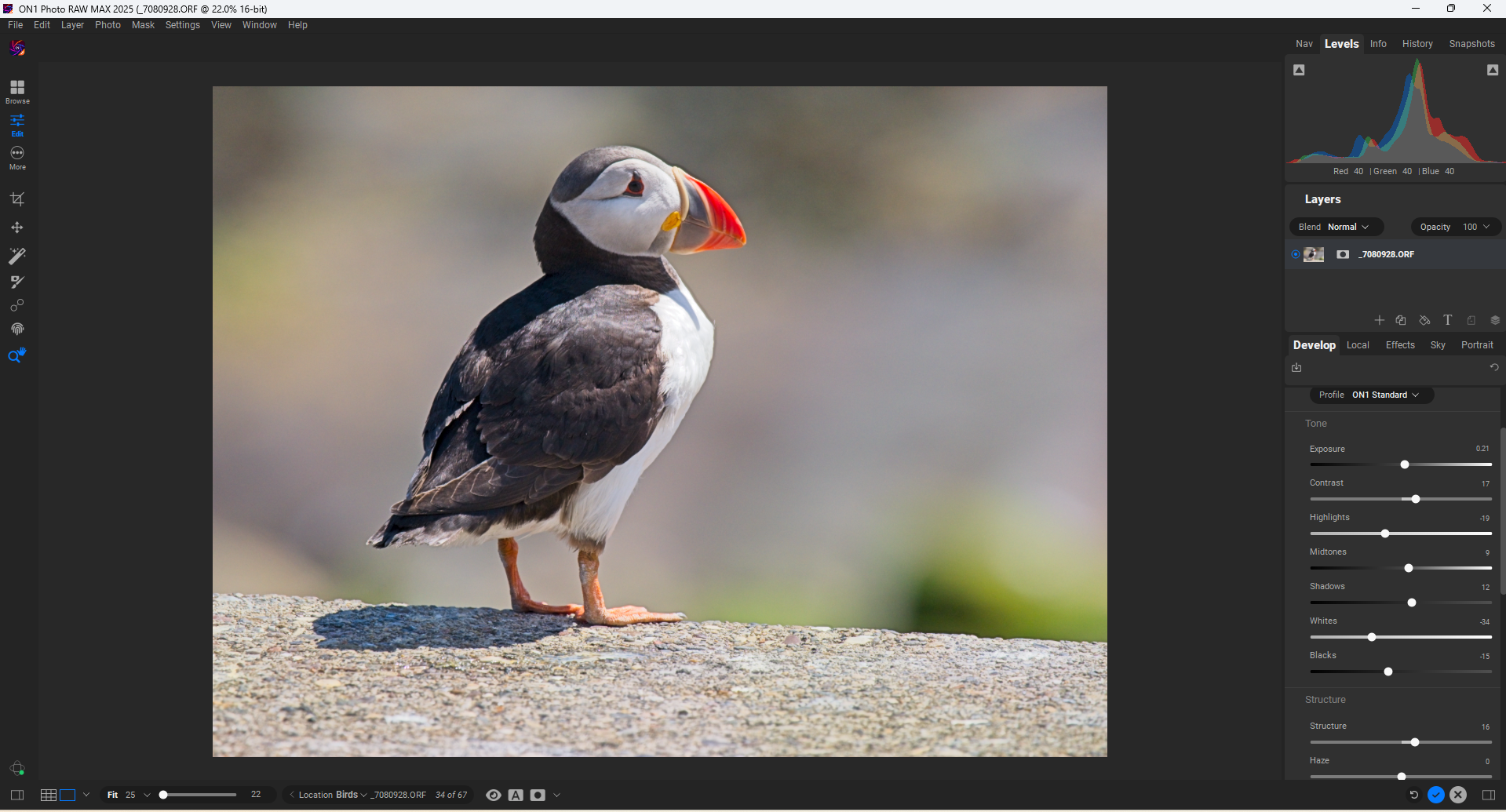 A photo editing software window displays a colorful puffin standing on a rock, with a blurred natural background and visible editing tools and adjustment sliders on the right side.