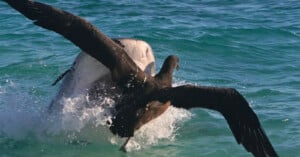 A large seabird, possibly an albatross, struggles in the ocean as a great white shark emerges from the water with its jaws open behind the bird. The scene captures intense action and splashing water.