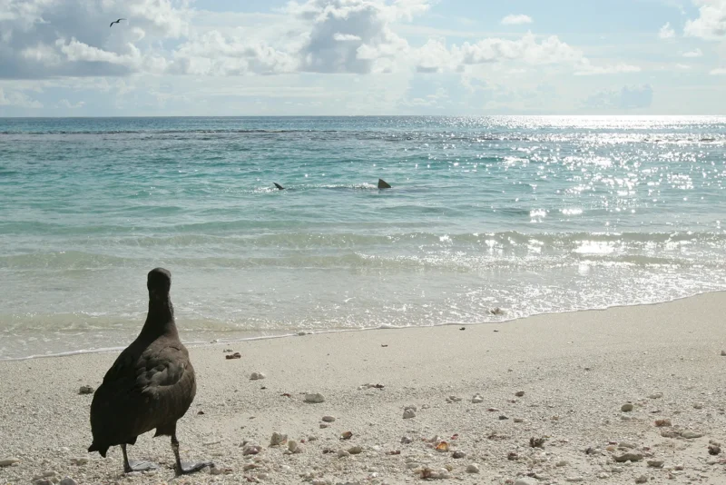 A dark brown bird stands on a sandy beach, gazing at the ocean. In the shallow water, a shark’s dorsal fin is visible. Sunlight sparkles on the blue-green sea under a partly cloudy sky.