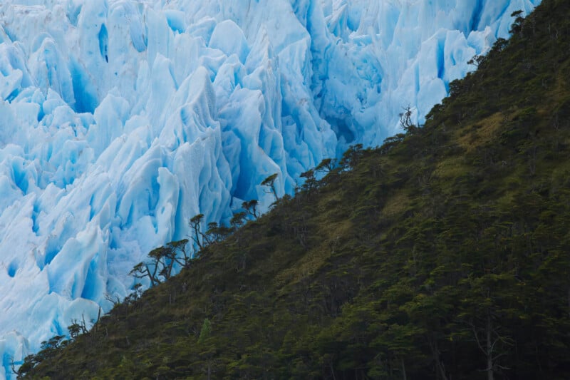 Jagged blue glacier ice rises dramatically behind a steep, forested hillside with sparse, wind-swept trees in the foreground.