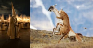 On the left, a person in a tall, pointed hooded robe walks at night. On the right, a large cat pounces on a deer-like animal in a mountainous landscape.
