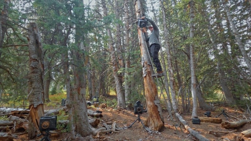 Un hombre está parado en una escalera en el bosque, montando una cámara en un árbol. Varias otras cámaras estaban montadas en trípodes alrededor de la zona boscosa, con ramas caídas y densos árboles al fondo.