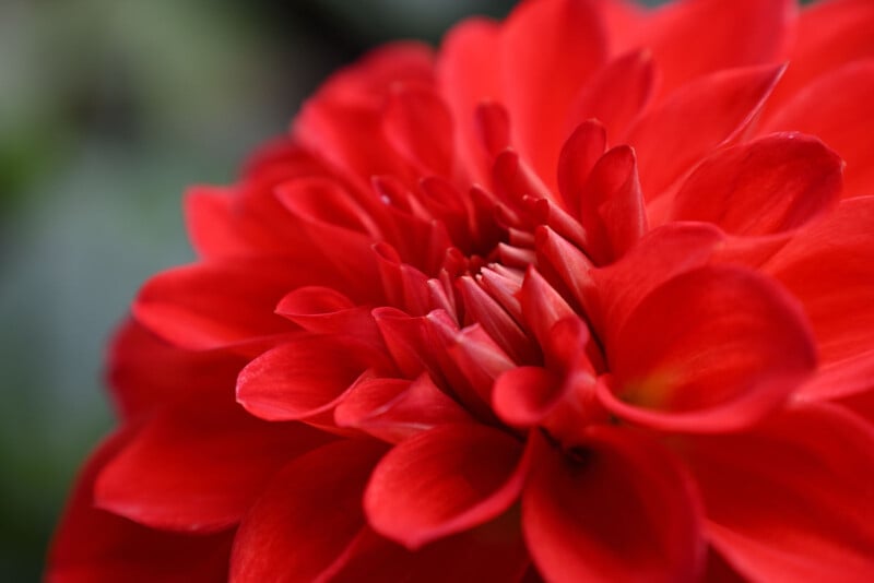 Primer plano de una dalia roja vibrante con pétalos en capas suaves en plena floración sobre un fondo verde borroso.