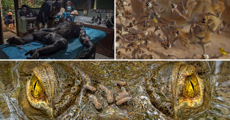 Un collage de tres fotografías de vida silvestre: un equipo veterinario tratando a un chimpancé sedado, pájaros reuniéndose alrededor de un león cauteloso y un primer plano del ojo de un cocodrilo con varias mariposas posadas en su cabeza.