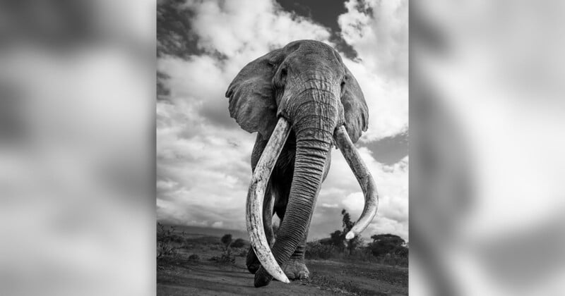 Una fotografía en blanco y negro de un elefante africano con colmillos extremadamente largos y curvos en campo abierto contra un espectacular cielo nublado de fondo. El elefante está fotografiado desde un ángulo bajo, enfatizando su tamaño.
