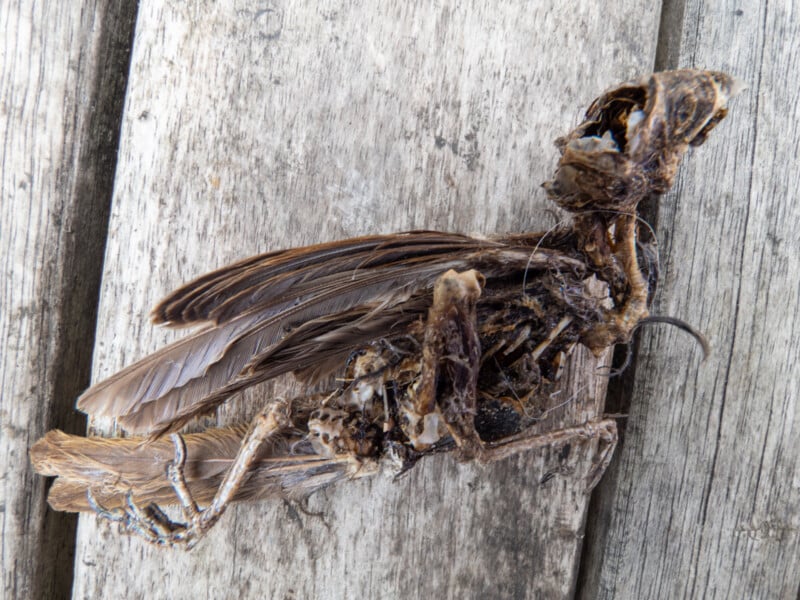 A dried, partially decomposed bird carcass lies on a weathered wooden surface. The feathers, wings, and skeletal structure are still visible, but the body is shriveled and decayed.