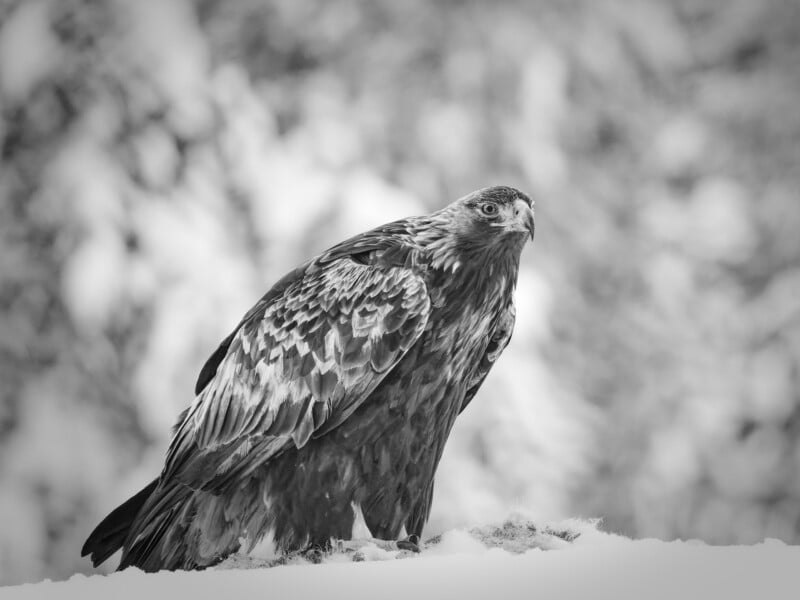 A large bird of prey, likely an eagle, stands alert on snowy ground. The black and white image highlights its detailed feathers against a blurred, wintry background.