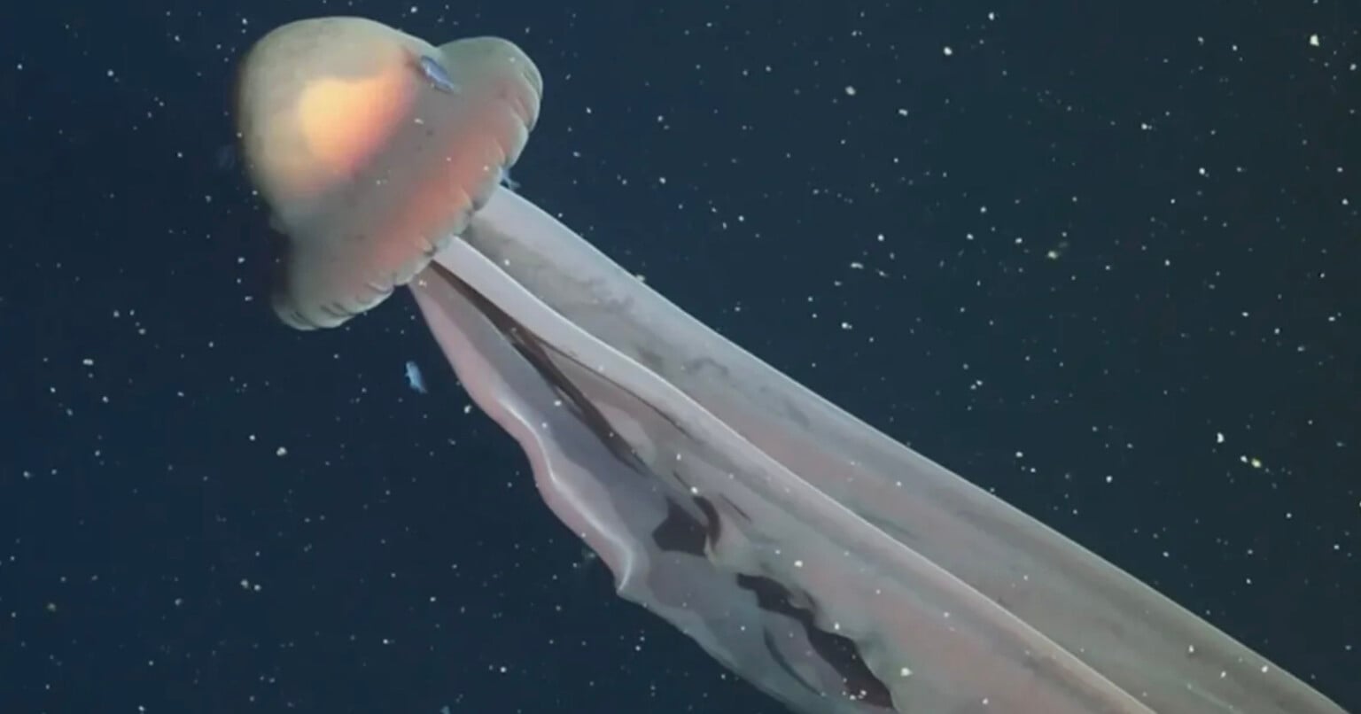 31 Otherworldly New Deep Sea Species Photographed With Cutting Edge 