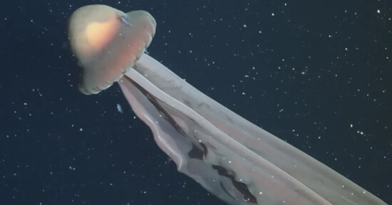 A large jellyfish with a dome-shaped, glowing cap and long, flowing tentacles drifts through dark, deep ocean water speckled with small particles.