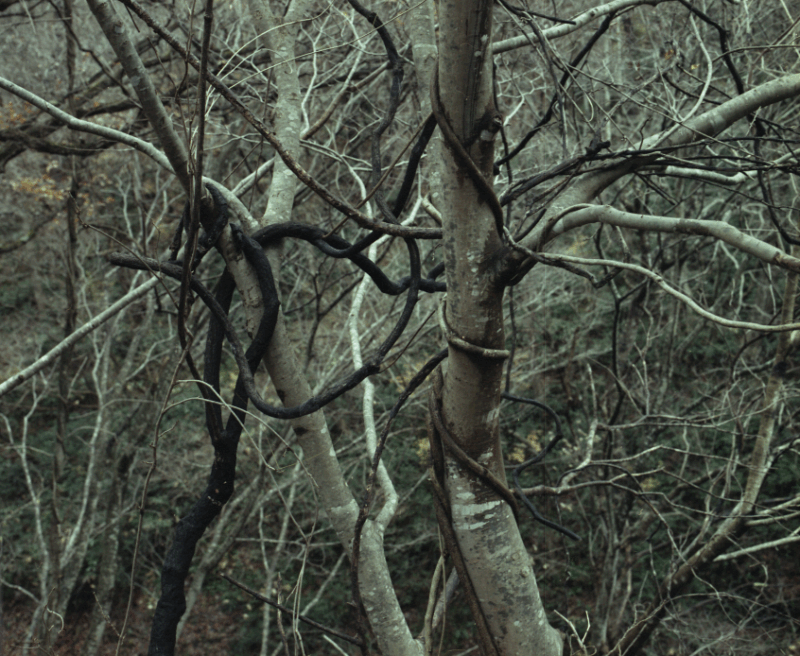 Leafless trees and twisted dark vines intertwine densely in a forest, creating an intricate pattern of branches and tangled vegetation against a muted, natural background.