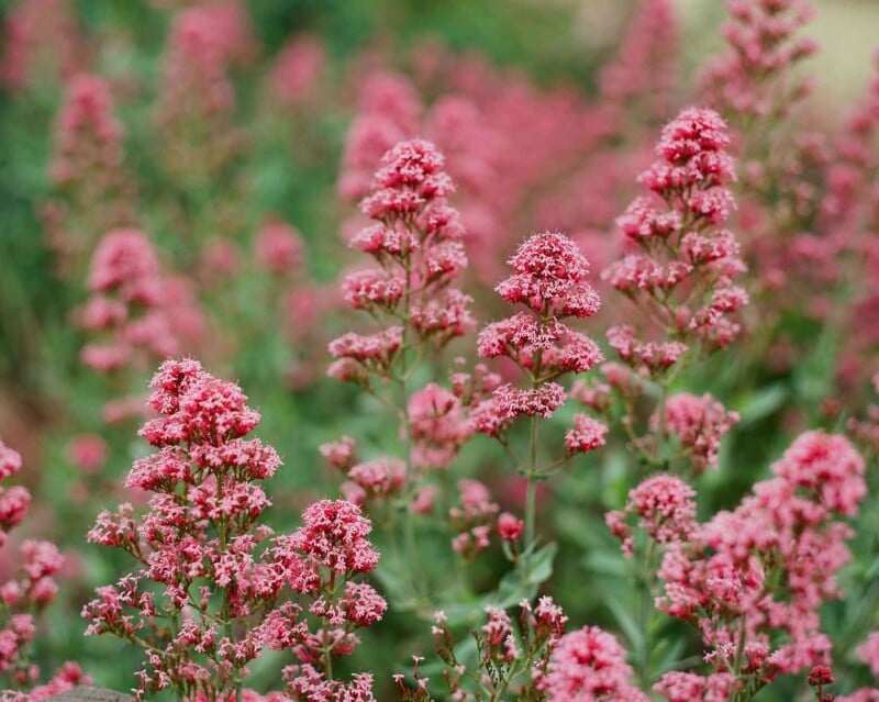 Clusters of vibrant pink flowers with green stems and leaves fill the image, creating a dense, colorful display in a natural outdoor setting.