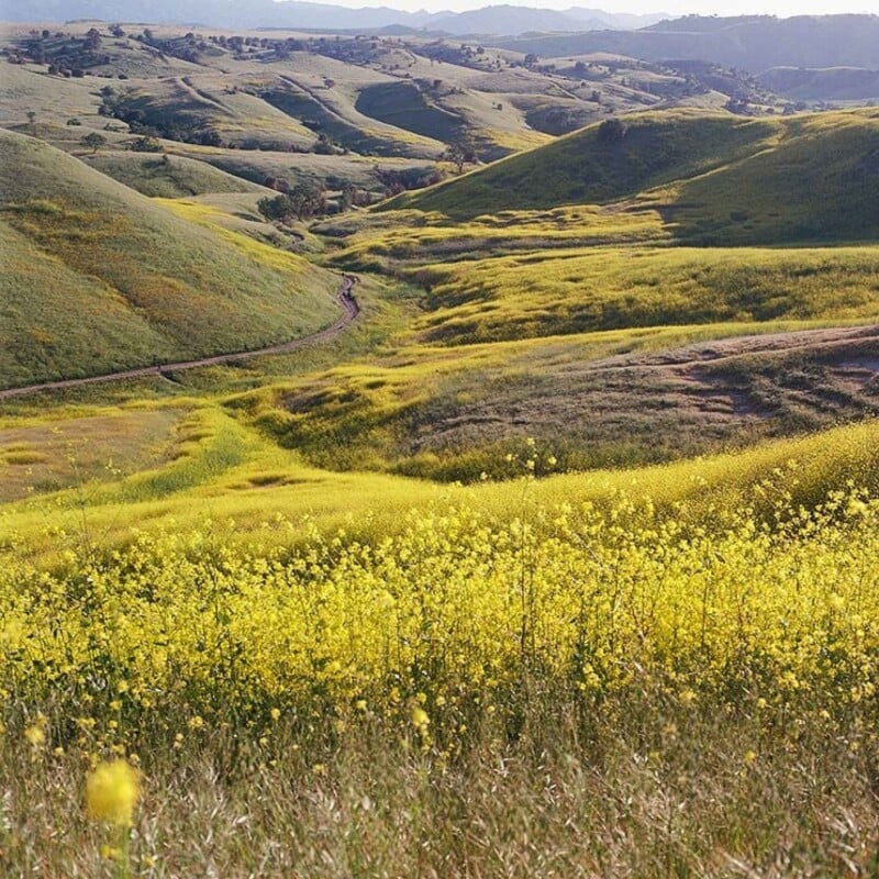 Rolling green hills covered in patches of vibrant yellow wildflowers under a clear sky, with a winding dirt path cutting through the landscape and distant mountains in the background.