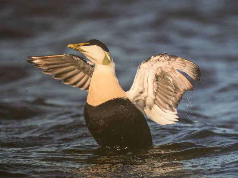 A large duck with black, white, and cream plumage flaps its wings while standing upright in dark, rippling water. Water droplets are visible around its wings.