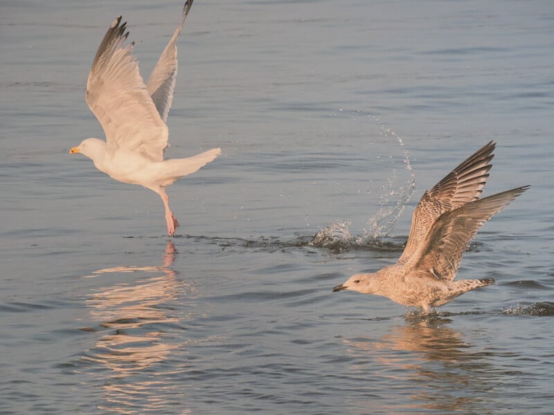 Two seagulls take off from the surface of calm water, with one bird airborne and the other just lifting off, creating splashes and reflections in the soft light.