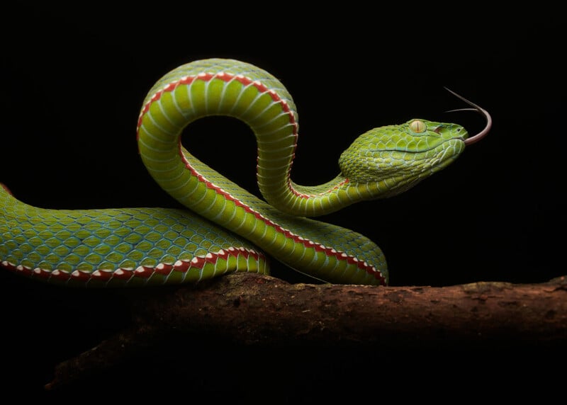 Una serpiente verde vibrante con marcas rojas y blancas se enrolla en una rama sobre un fondo negro y mueve su lengua hacia afuera.