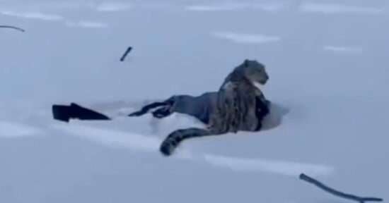A snow leopard sits alert on top of a person lying in deep snow, with scattered dark objects partially covered by snow around them.