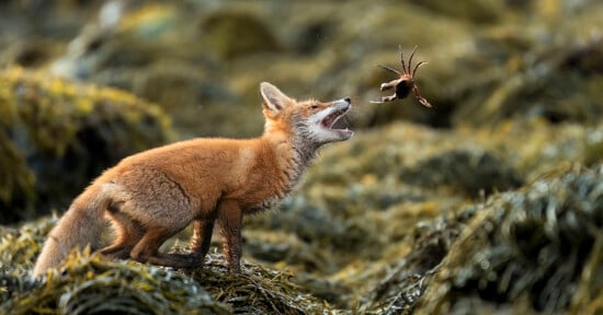 A red fox stands on seaweed-covered ground, mouth open and eyes focused as it prepares to catch a crab that is mid-air in front of it.
