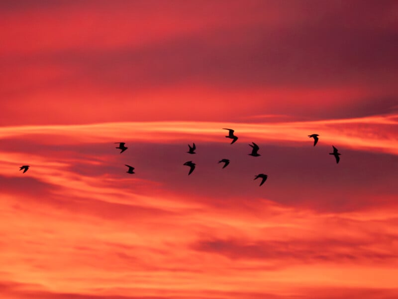 A flock of birds flies across a dramatic sky filled with vibrant shades of red and orange at sunset.