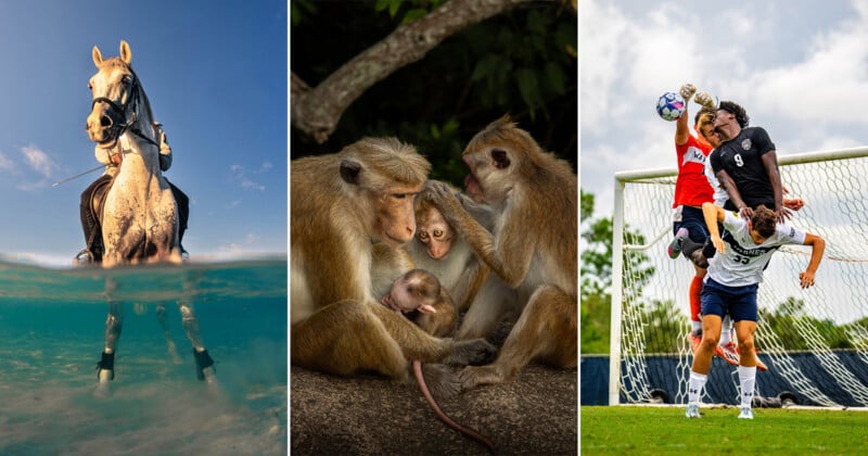 Un collage de tres fotografías: un caballo parado en agua clara, un grupo de monos acicalándose y jugadores de fútbol saltando delante de la portería durante un partido.