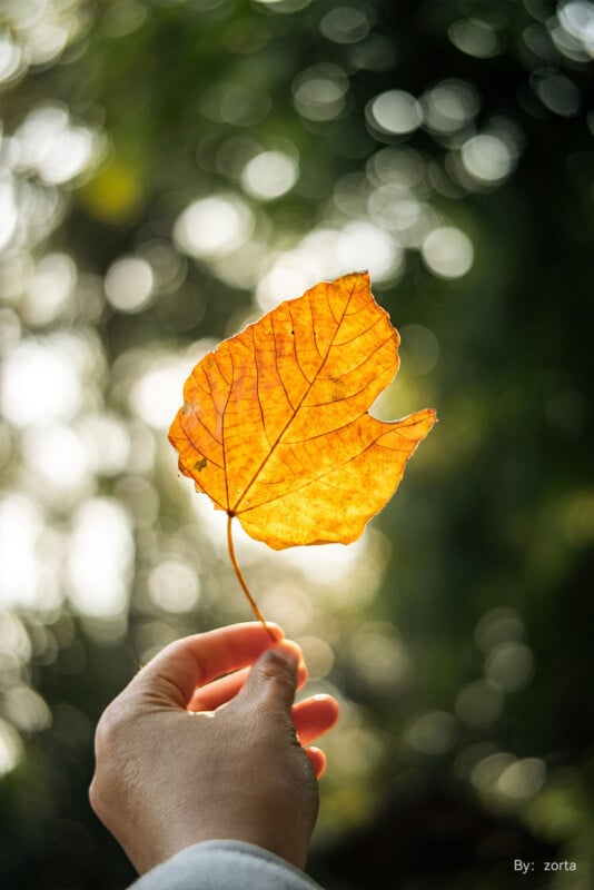Una mano sostiene una hoja de otoño de color amarillo anaranjado, creando un efecto cálido y brillante alrededor de la hoja sobre un fondo borroso de hojas verdes y luz solar.