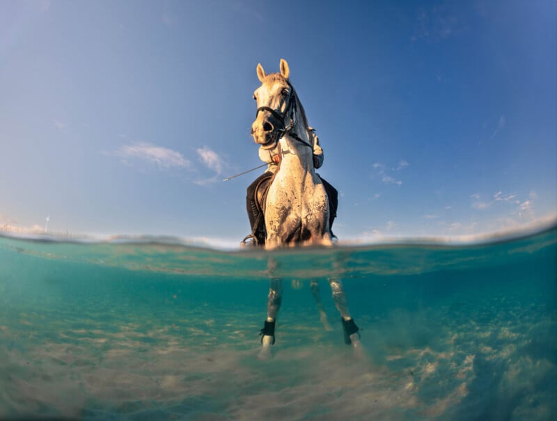 Un caballo blanco se encuentra sumergido hasta el pecho en agua azul clara, visto desde un ángulo bajo, mitad por encima y mitad por debajo del agua, contra un cielo azul brillante.