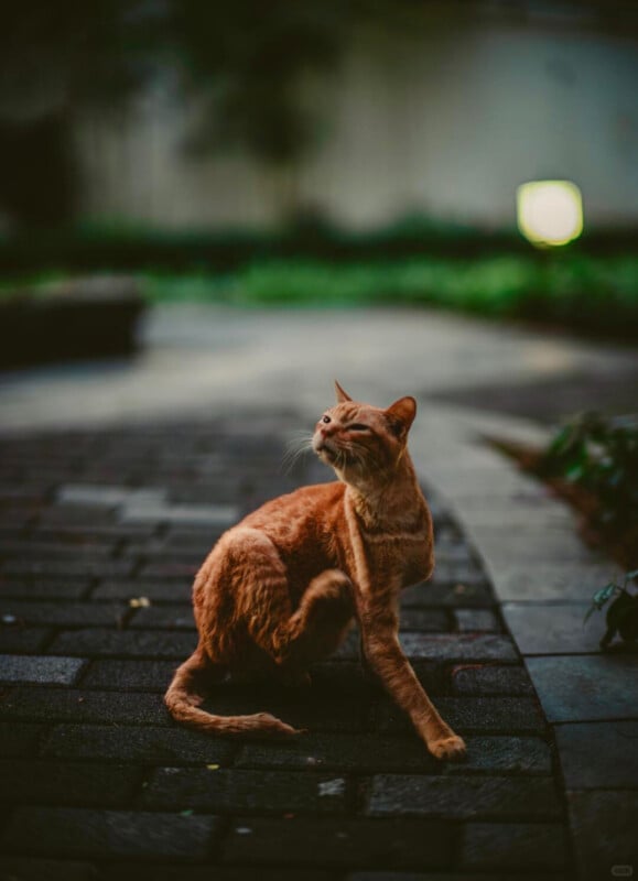 A ginger cat sits on a dark stone path at dusk, looking upward with one paw raised. The background is blurred with greenery and a glowing light.