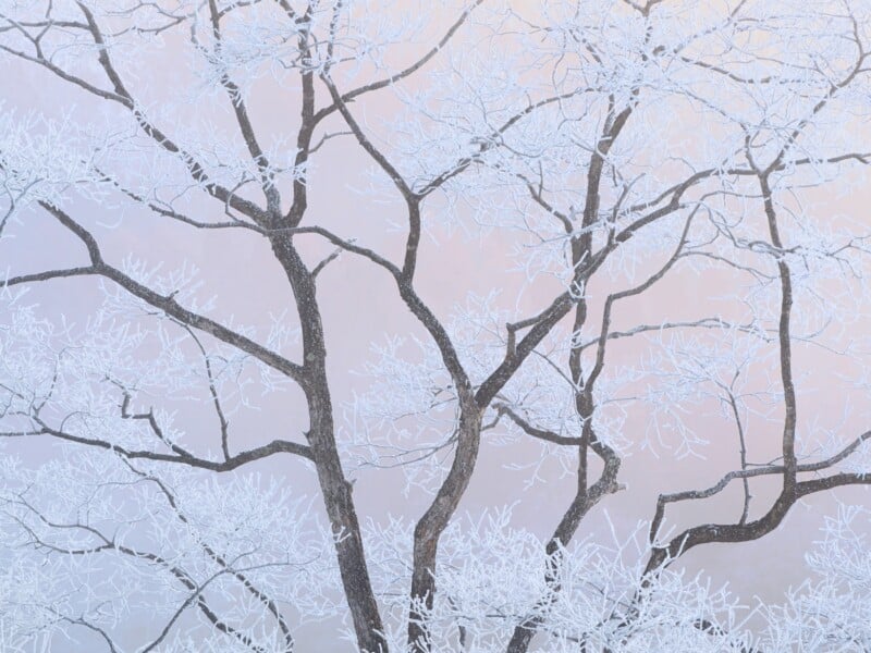 A tree with dark branches is covered in white frost, standing against a soft pastel background, creating a delicate winter scene. The bare branches are intricately outlined with ice crystals.