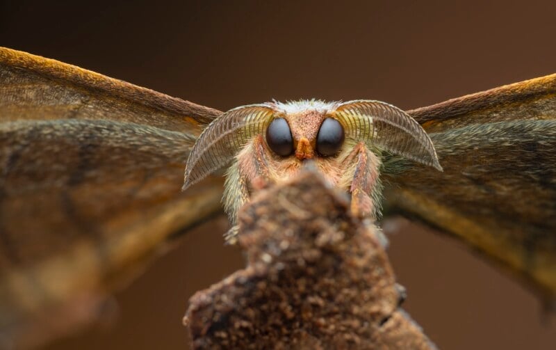 Close-up photo of a moth showing its detailed face, large dark eyes, feathery antennae, and brown wings, with the moth perched on a rough, brown surface against a blurred background.