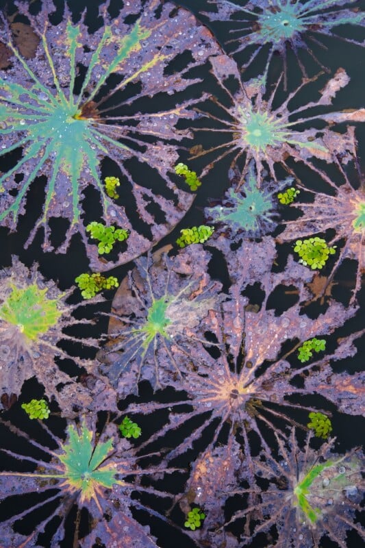 Colorful, partially decayed water lily leaves and clusters of small green floating plants are scattered across the surface of dark water, creating an abstract, organic pattern.