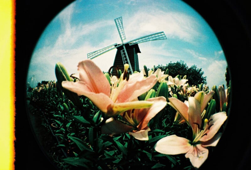 A fisheye view of pale pink lilies in full bloom in front of a traditional windmill under a blue sky with scattered clouds. The flowers are in sharp focus, dominating the foreground.