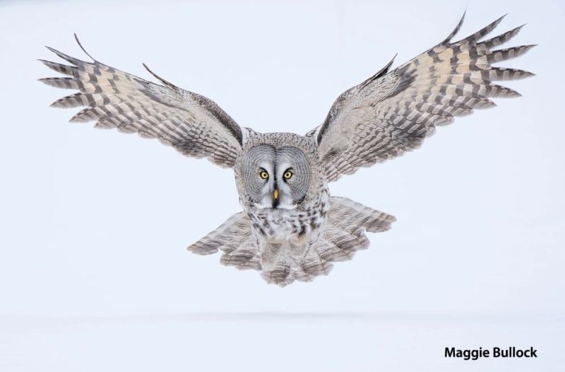 A great grey owl flies low over snow with wings spread wide, staring directly ahead. The background is bright and snowy. Photo credit: Maggie Bullock.
