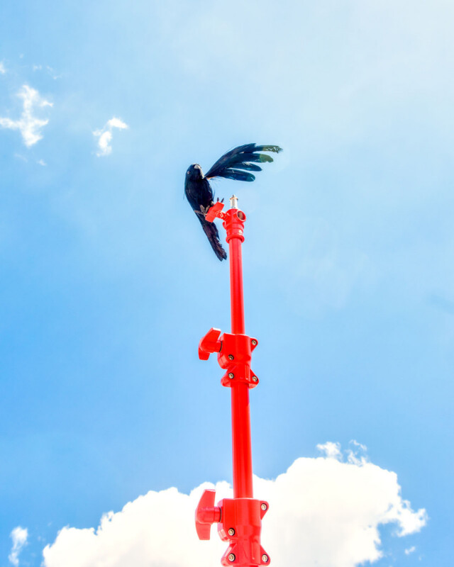 A black bird with outstretched wings perches on top of a tall, bright red pole against a clear blue sky with a few white clouds.