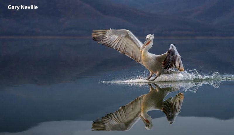 A pelican skims the surface of calm water with its wings outstretched, creating gentle ripples and a clear reflection. Distant mountains and a cloudy sky are visible in the background.
