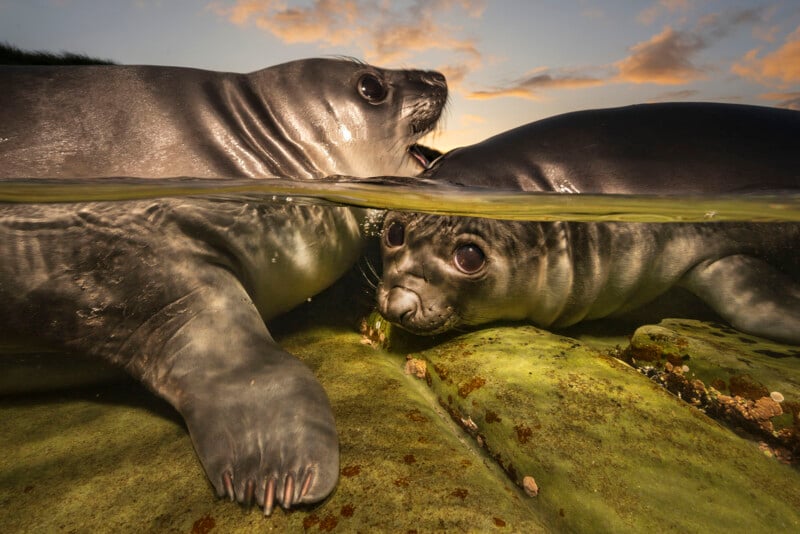 Dos jóvenes elefantes marinos posados ​​sobre rocas cubiertas de musgo junto al agua. La cabeza de una foca estaba sobre el agua, mientras que la otra estaba parcialmente sumergida; El cielo estaba iluminado por el colorido atardecer.