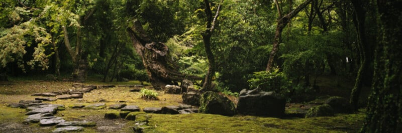 A lush, green forest clearing with moss-covered ground, scattered rocks, and winding stone pathways under tall trees, creating a peaceful, natural atmosphere.