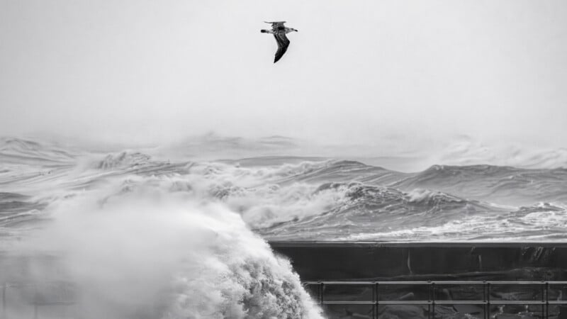 A black-and-white image of a seagull flying above crashing ocean waves with sea spray rising high into the air; the background is filled with rough, choppy water and overcast skies.