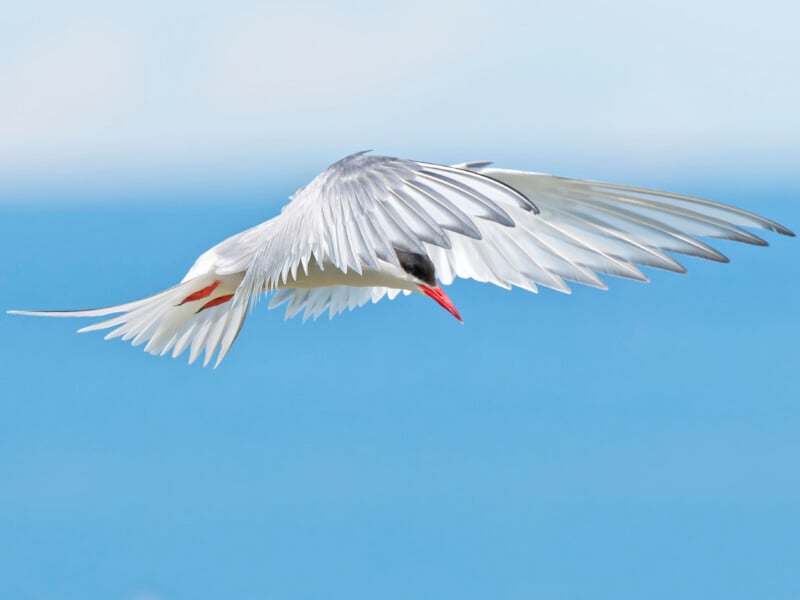 Un pájaro blanco con marcas negras y grises y un pico rojo vuela con gracia sobre un fondo de cielo azul y agua borrosos.