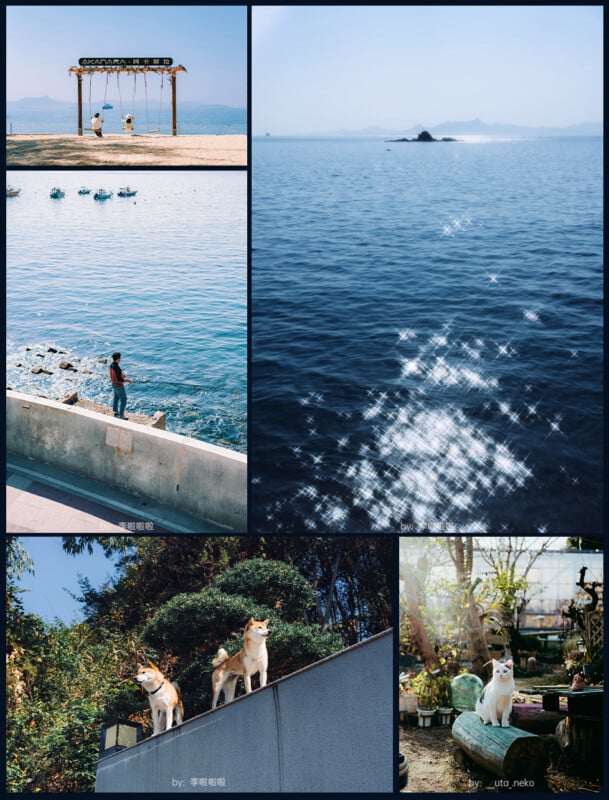  people on a swing set by the sea, sparkling sunlight on water, a person standing by the shore, two dogs on a ledge, and a garden with plants and a dog, all under clear blue skies.