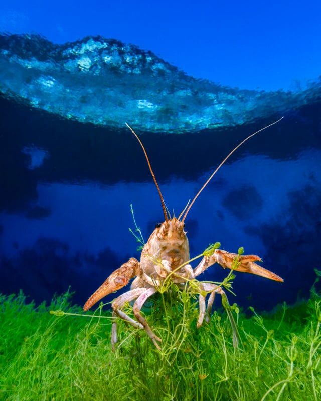 Un cangrejo de río se encuentra sobre plantas verdes bajo el agua, con las patas levantadas, el agua de un azul profundo y la luz del sol ondulante visible en el agua detrás de él.