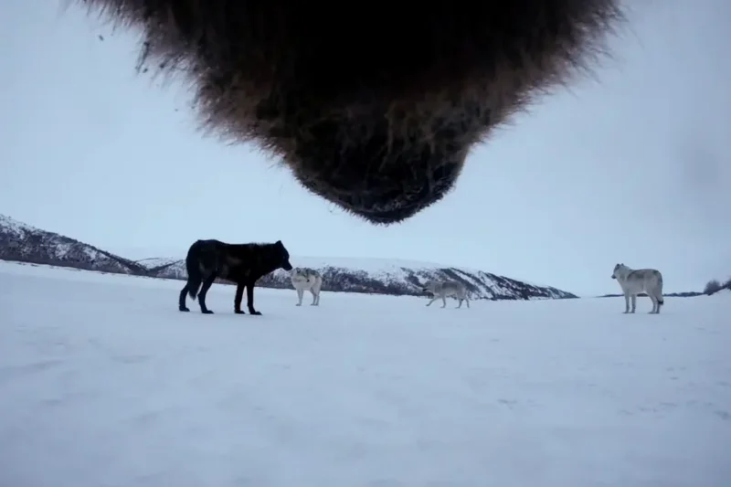 Una vista de ángulo bajo de cuatro lobos parados en la nieve, con el hocico negro de otro animal resaltando en la parte superior de la imagen. Al fondo se pueden ver colinas nevadas y un cielo nublado.