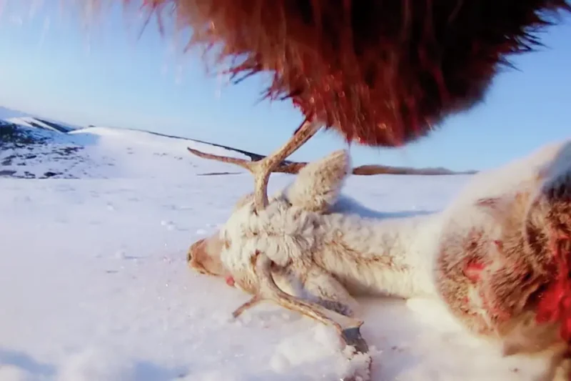 Un reno muerto yace de costado en la nieve, con sus astas y manchas de sangre expuestas en un paisaje abierto y nevado. Parte del depredador de pelaje marrón aparece cerca de la cámara en la parte superior de la imagen.
