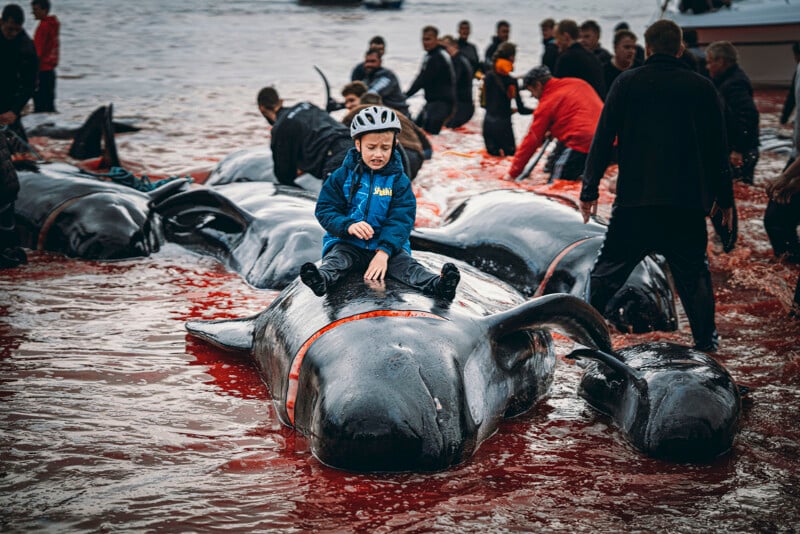 Durante una caza de ballenas, un niño con casco y chaqueta azul se sienta sobre una de las muchas ballenas varadas mientras la gente se reúne a su alrededor en una costa manchada de sangre.