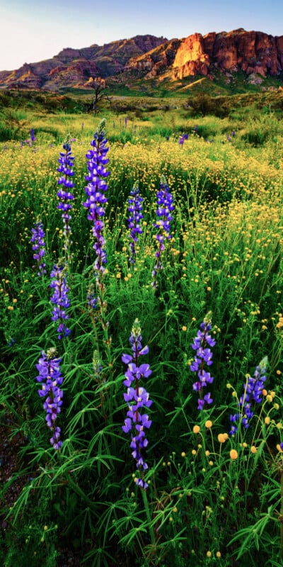 Tall purple wildflowers and small yellow blooms cover a green field beneath rocky sunlit hills, with a clear sky above, creating a vibrant spring landscape.