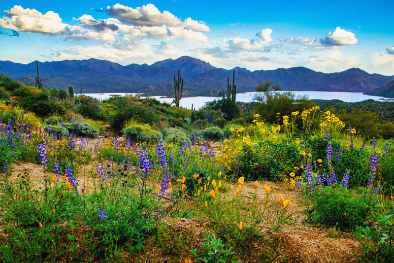 A desert landscape with colorful wildflowers in the foreground, tall cacti, green shrubs, a lake, distant mountains, and a blue sky with scattered clouds.